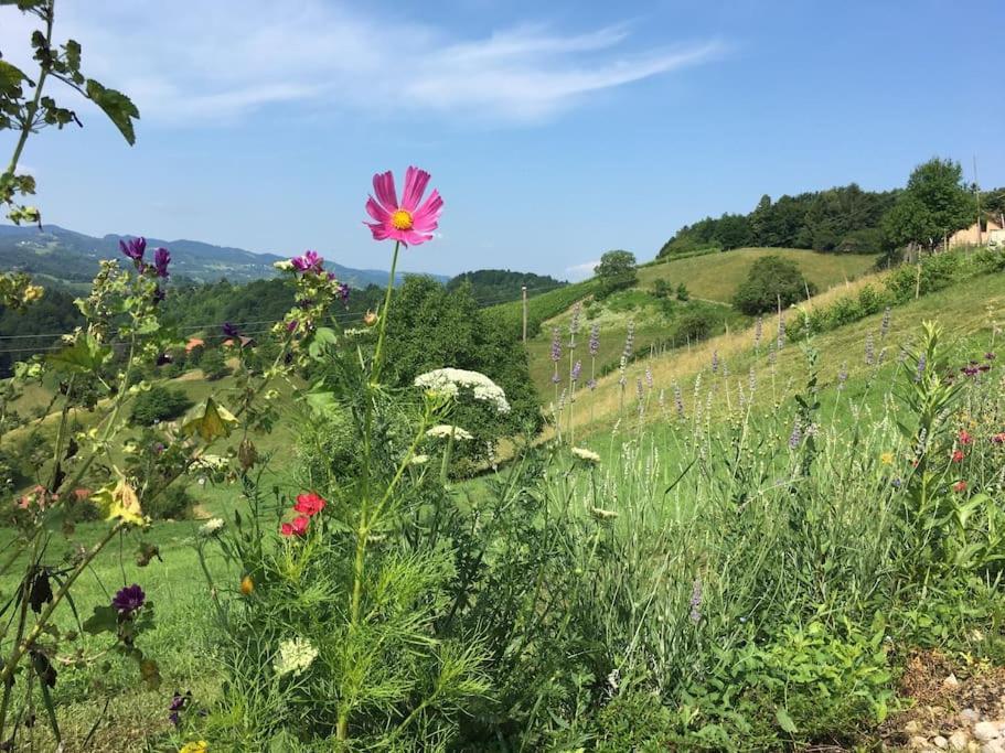 Wohlfuehlhaus Mit Grossem Garten Villa Zgornja Kungota Exteriör bild